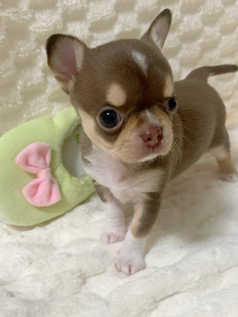 Lola