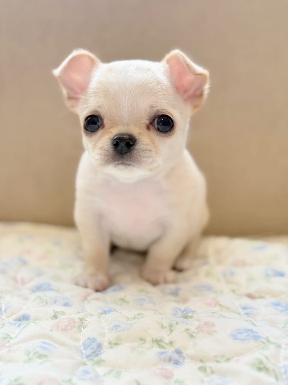 Simba